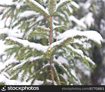 close up shot of pine tree with snow
