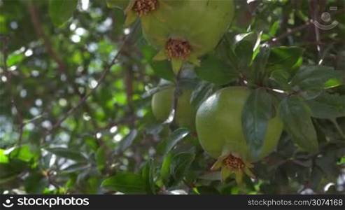 Close-up shot of pomegranate tree with unripe fruit in bright sunlight. Fruit cultivation and agriculture