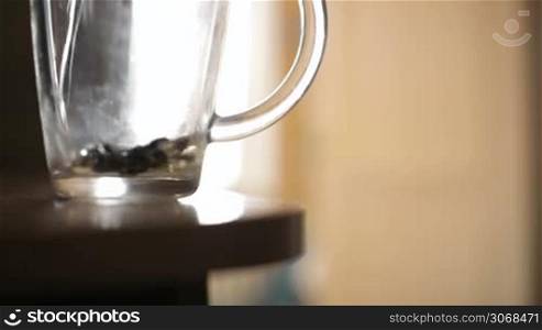 Close up shot of pouring a mug of herbal tea with fresh leaves from the plant in a glass mug to make a healthy infusion