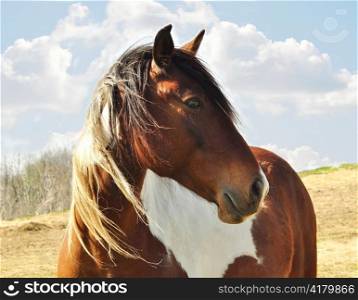 Close up shot of pretty horse