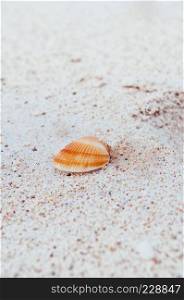 Close up shot of small  beautiful shell of Cockles clam on white sand beach, Miyako island, Okinawa, Japan