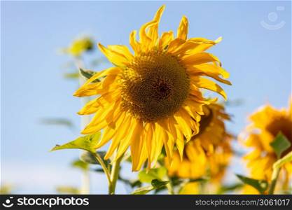 Close up shot of sunflower on a blue sky background. Agriculture and cultivation concept.