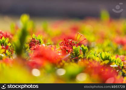 Close-up shot of the beautiful flowers. Suitable for floral background.