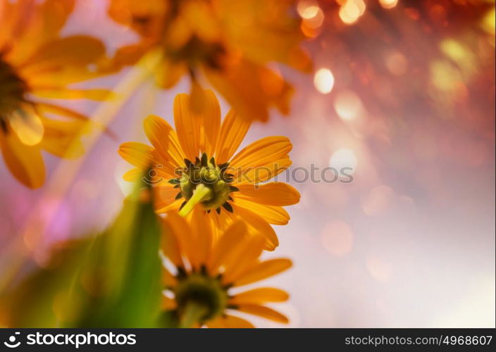 Close-up shot of the beautiful flowers. Suitable for floral background.