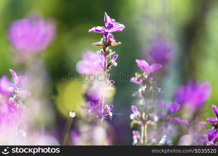 Close-up shot of the beautiful flowers. Suitable for floral background.