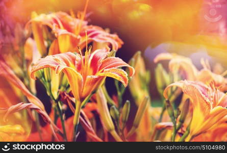 Close-up shot of the beautiful flowers. Suitable for floral background.