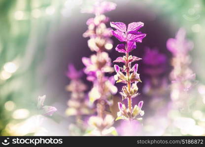 Close-up shot of the beautiful flowers. Suitable for floral background.