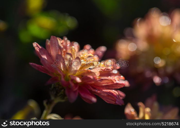 Close-up shot of the beautiful flowers. Suitable for floral background.