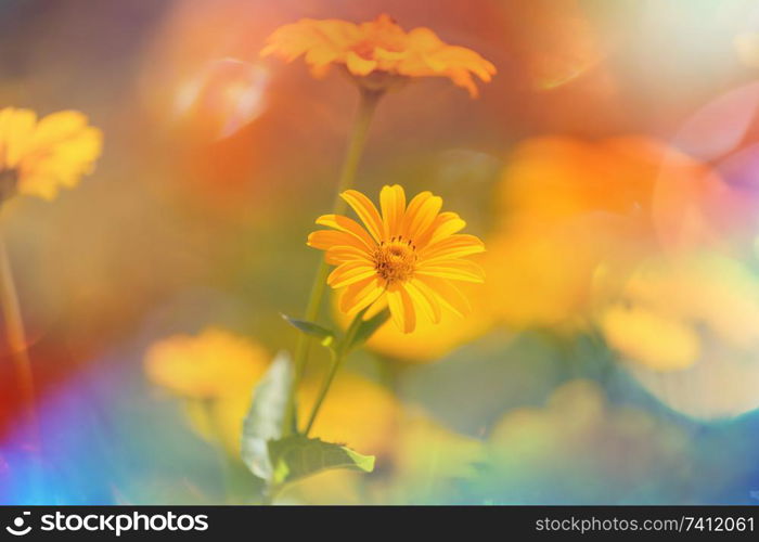 Close-up shot of the beautiful flowers. Suitable for floral background.