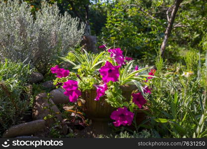 Close-up shot of the beautiful flowers. Suitable for floral background.