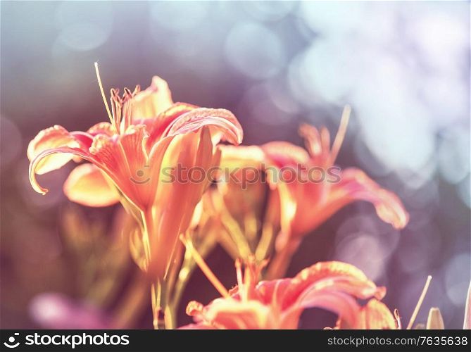 Close-up shot of the beautiful flowers. Suitable for floral background.