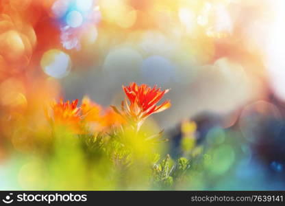 Close-up shot of the beautiful flowers. Suitable for floral background.