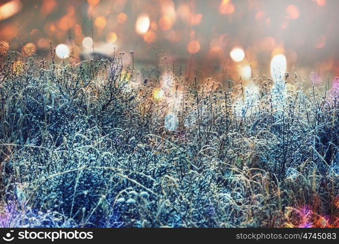 Close-up shot of the frozen grass in the winter morning in mountains.