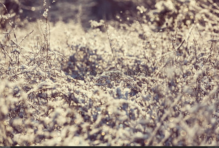 Close-up shot of the frozen grass in the winter morning in mountains.