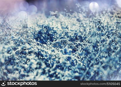 Close-up shot of the frozen grass in the winter morning in mountains.