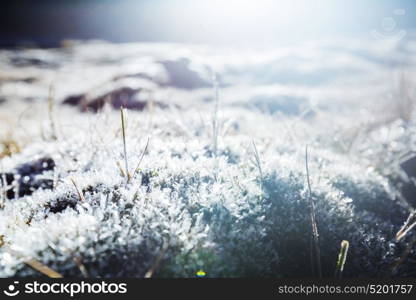 Close-up shot of the frozen grass in the winter morning in mountains.