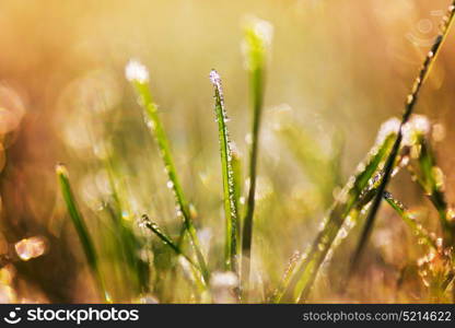 Close-up shot of the frozen grass in the winter morning in mountains.