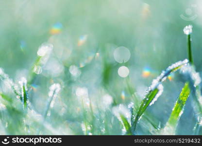 Close-up shot of the frozen grass in the winter morning in mountains.