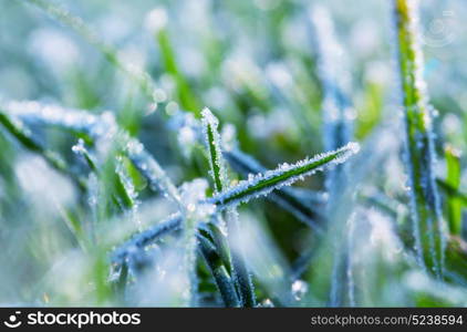 Close-up shot of the frozen grass in the winter morning in mountains.