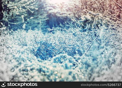 Close-up shot of the frozen grass in the winter morning in mountains.