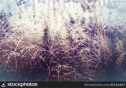 Close-up shot of the frozen grass in the winter morning in mountains.