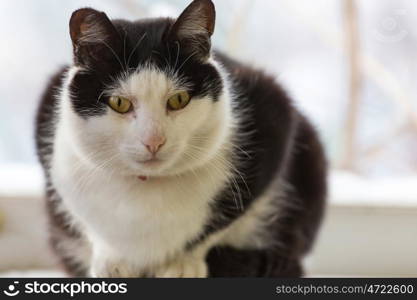 Close-up shot of the pretty tabby cat