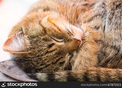 Close-up shot of the pretty tabby cat