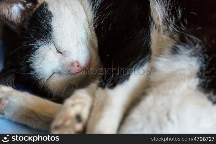 Close-up shot of the pretty tabby cat