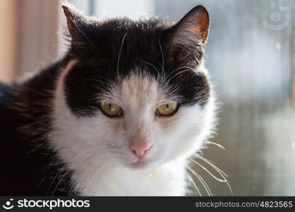 Close-up shot of the pretty tabby cat