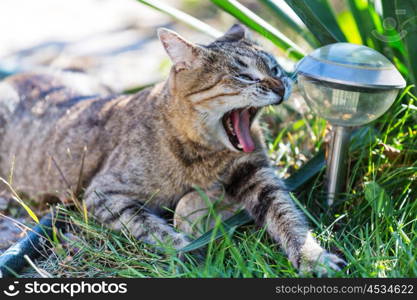 Close-up shot of the pretty tabby cat in the green grass.