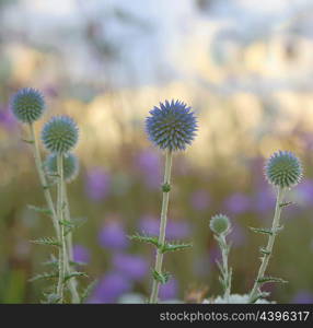 close up shot of thorny plant in nature