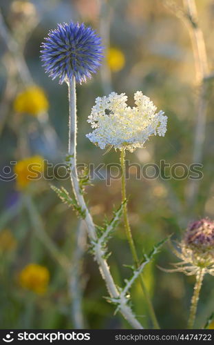 close up shot of thorny plant in nature