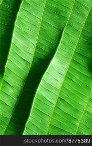 Close up shot of tropical leaf 3d illustrated