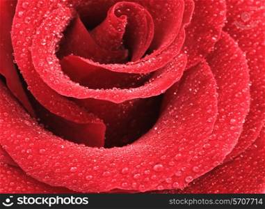 Close up shot of water drops on a red rose