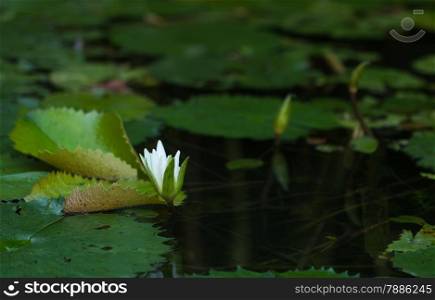 Close-up shot of water lily blooming in the pond. Beautiful moments of nature