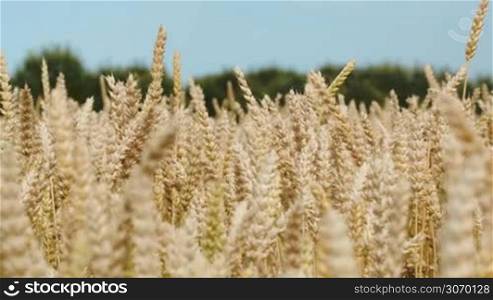 Close-up shot of wheat ears hardly swinging in the wind. Agriculture and harvest time