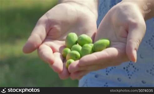 Close-up shot of womans hands holding green olives outdoor. Agriculture and cultivation