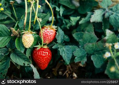 Close up shot of Young Fresh organic strawberries in strawberry farm in Chiang Mai, Thailand