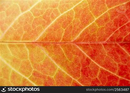 Close Up Showing Detail Of Autumn Leaf