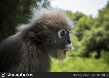 close up side view face of dusky leaves monkey