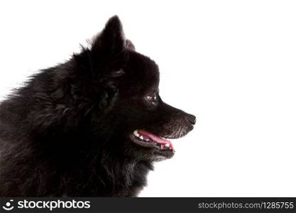 close up side view of black fur of pomernian puppy dog isolated white background