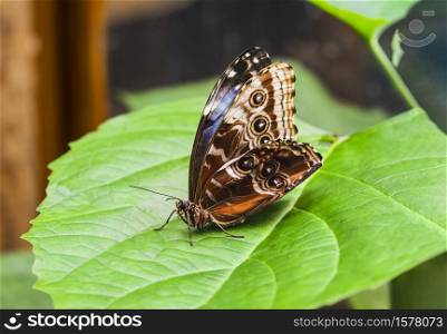Close up side view of Butterfly on green leaf in Spring or Summer