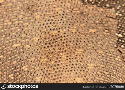close up skin of Bengal Monitor Lizard