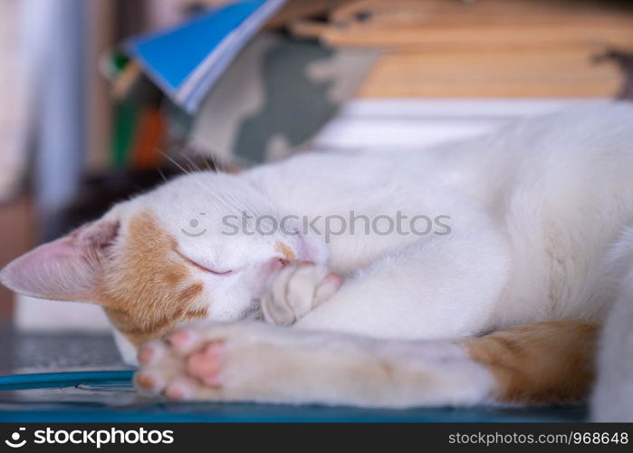 close up sleeping face of white and orange striped cat