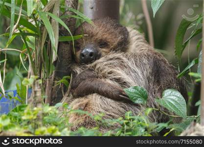 Close-up Sloth sleeping on a tree branches.