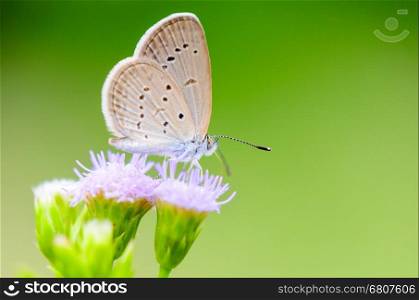 Close up small brown butterfly eating the nectar on flower of grass, One of the smallest butterflies in the world, Tiny Grass Blue or Zizula hylax hylax