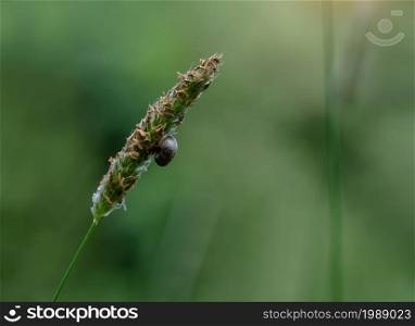 Close up small snail climbing on wild flower grass against blurry green natural bokeh background in morning ,Shallow depth of field wildlife slug on dry grass in Spring,Image of macro nature on summer
