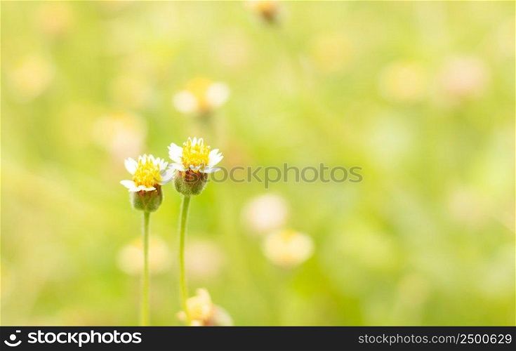 Close up small yellow flowers on blur nature background