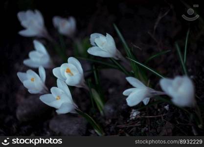 Close up snowdrop flowers in nighttime concept photo. Flowering plants in dark. Side view photography with blurred background. High quality picture for wallpaper, travel blog, magazine, article. Close up snowdrop flowers in nighttime concept photo
