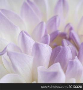 close up soft purple petals
